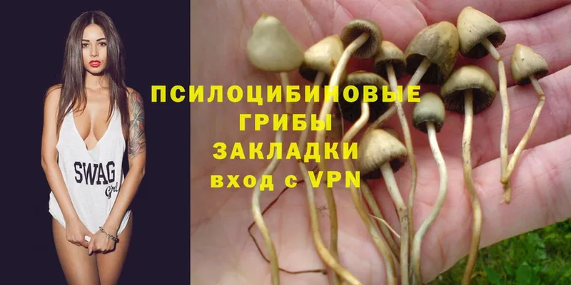 Галлюциногенные грибы Psilocybe Кашира